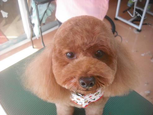 チャイムちゃん