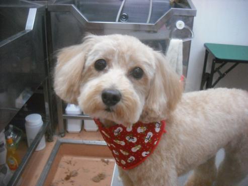 ケイティちゃん