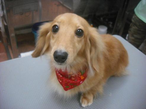 チャッピーちゃん