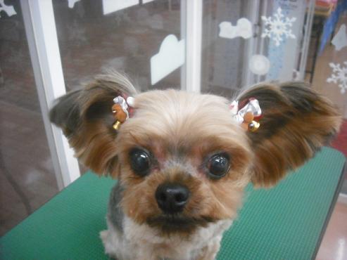 ジュエルちゃん