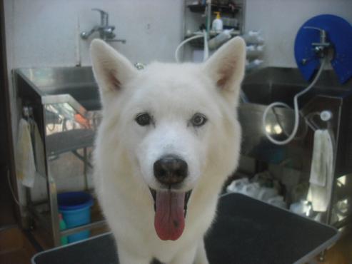 ラッキーちゃん