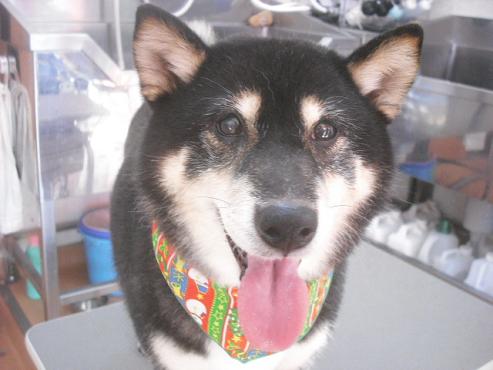 ひまわりちゃん