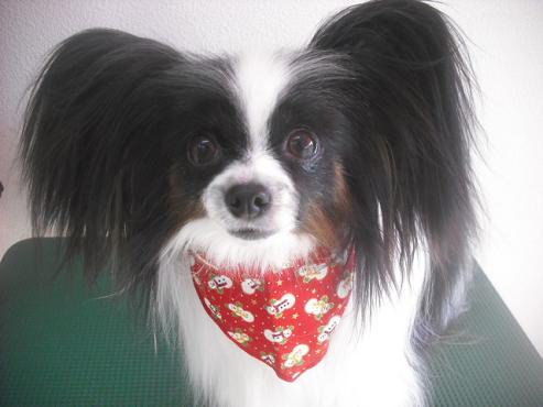 マイリーちゃん