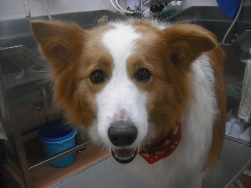 クッキーちゃん