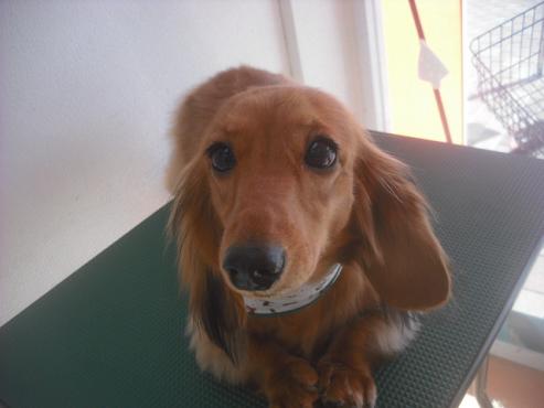 ミルキーちゃん