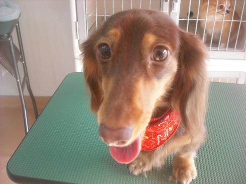 ハッピーちゃん