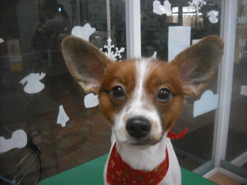 ティアラちゃん