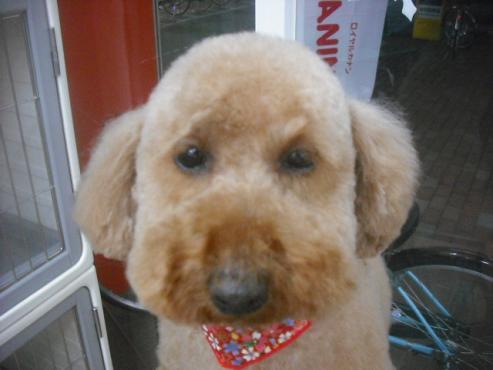 ショコラちゃん