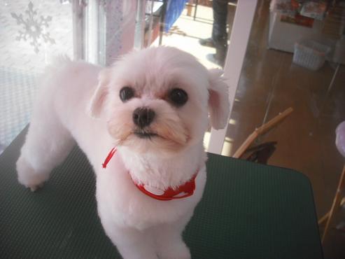 キャンディちゃん