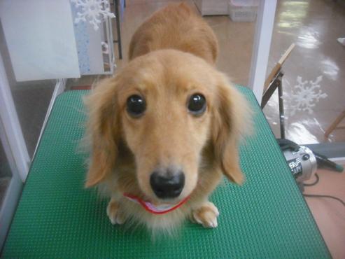 チャッピーちゃん