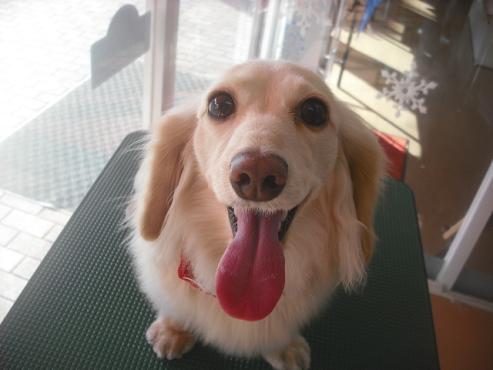 ティアラちゃん