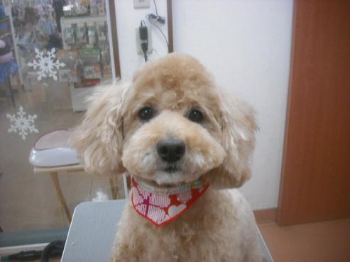 キャンディちゃん