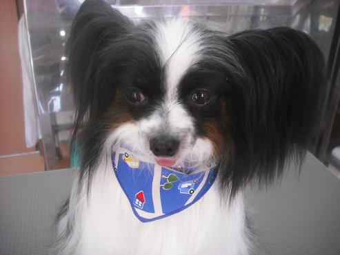 マイリーちゃん