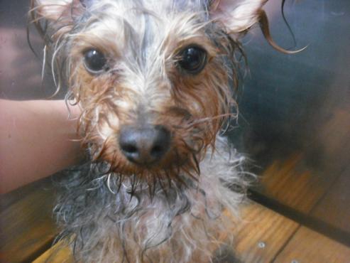 ティアラちゃん