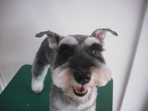 メロディちゃん