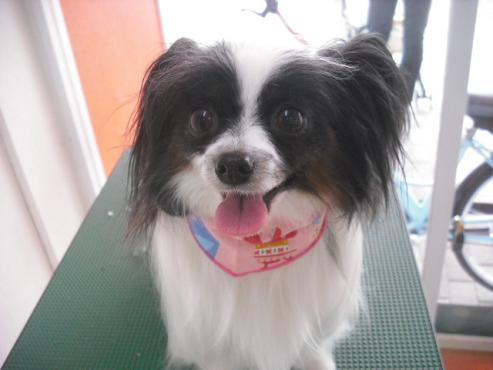 マイリーちゃん