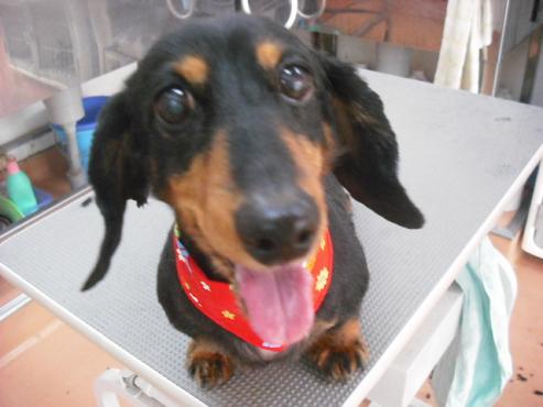 ミュウミュウちゃん