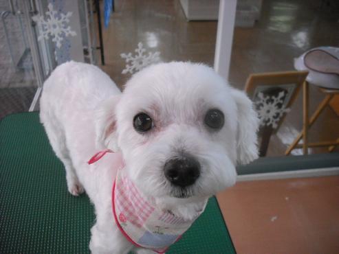 ファルコンちゃん