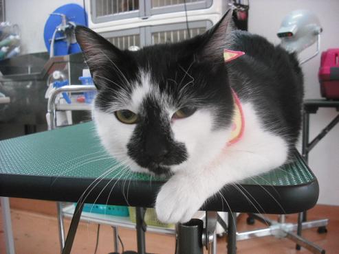 ブラックちゃん