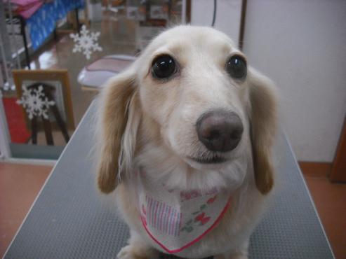 ティアラちゃん