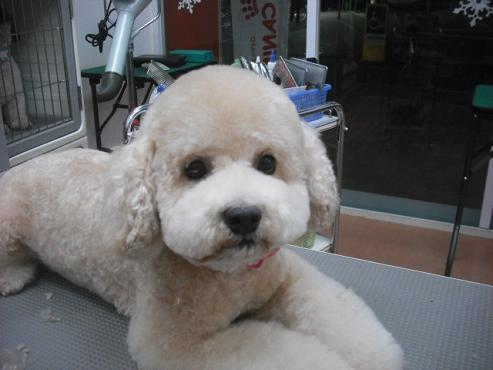 ヴェルニーちゃん