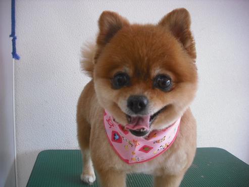 クッキーちゃん