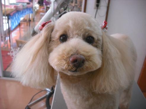 ミルキーちゃん