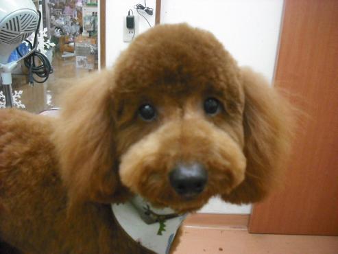 ダッフィーくん