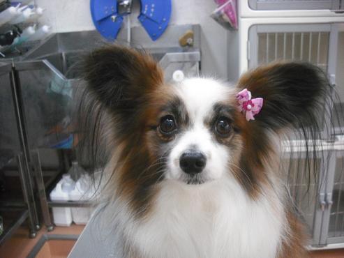 アリエルちゃん