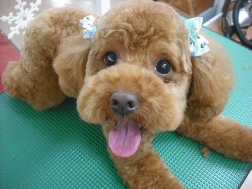 チョッパーくん