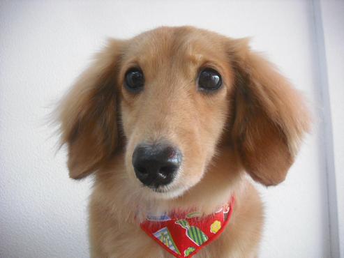 チャッピーちゃん