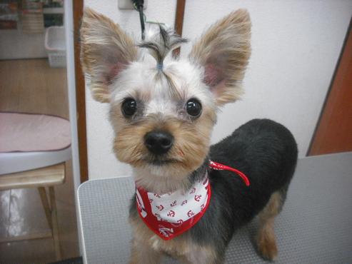 アルマーニくん