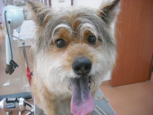 まめたろうくん