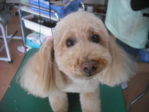 ミルキーちゃん