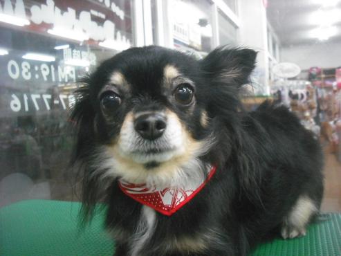 リィリィーちゃん