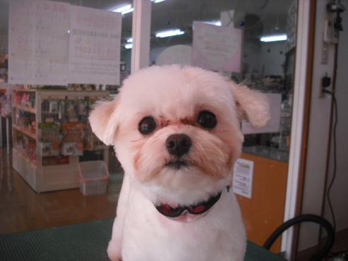 キャンディちゃん