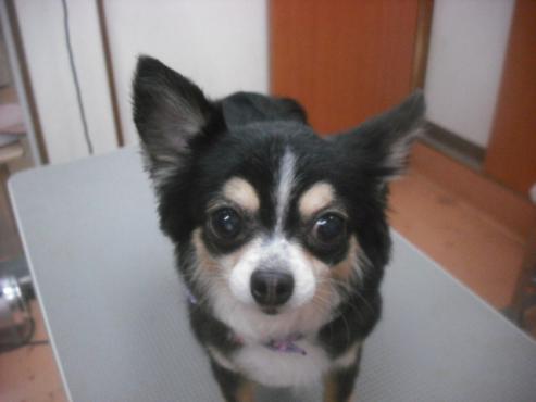 ティニーちゃん