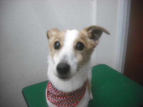 ピーピー丸くん