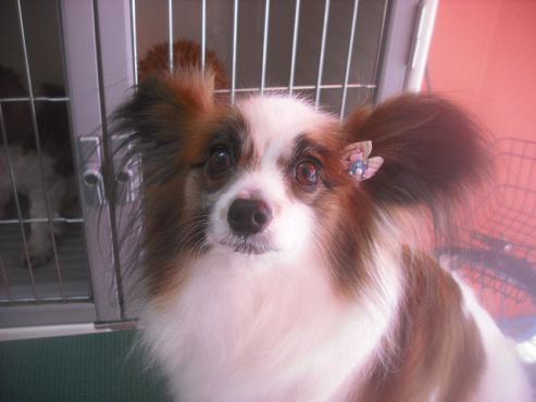 アリエルちゃん