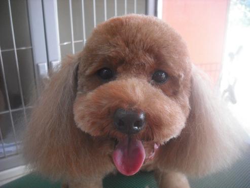 チャイムちゃん