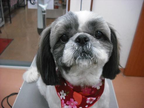 クッキーちゃん