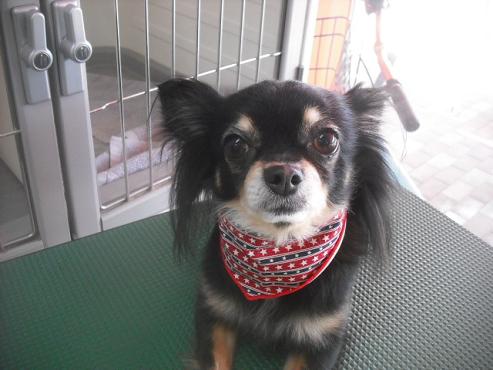 リィリィちゃん