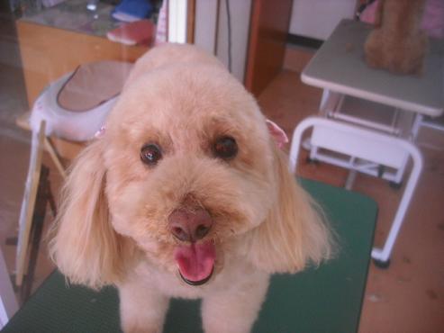 ミルキーちゃん