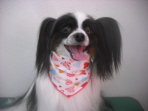 マイリーちゃん