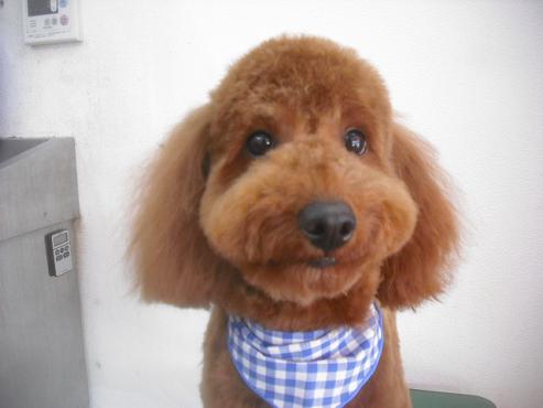 ダッフィーくん