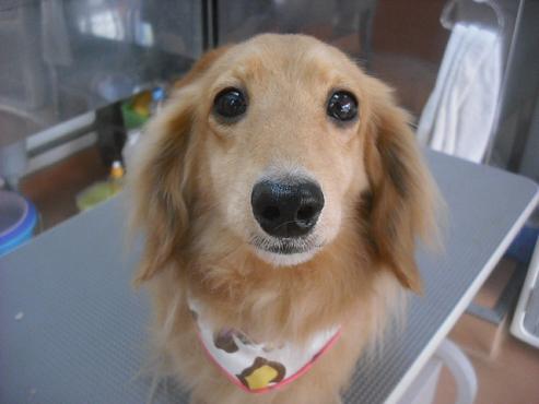 クッキーちゃん