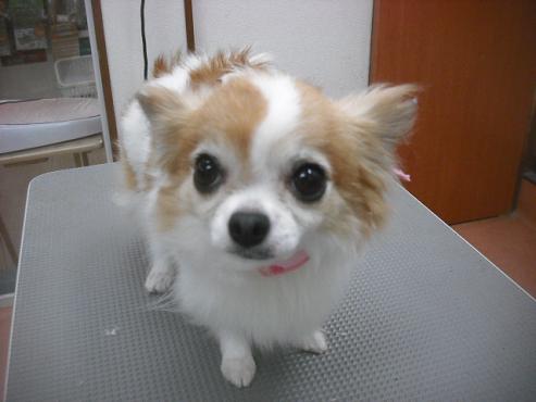 ショコラちゃん