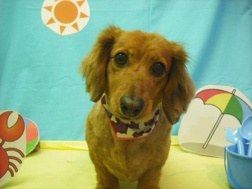 しょこたんちゃん