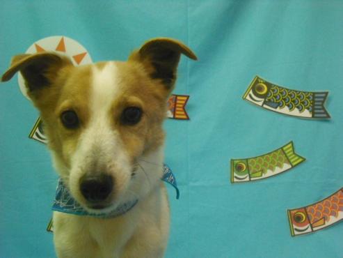 ピーピー丸くん