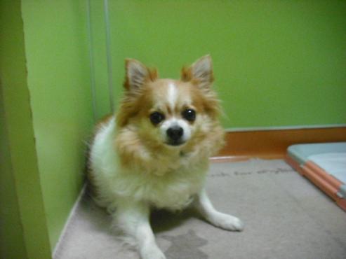 川田　ラブちゃん